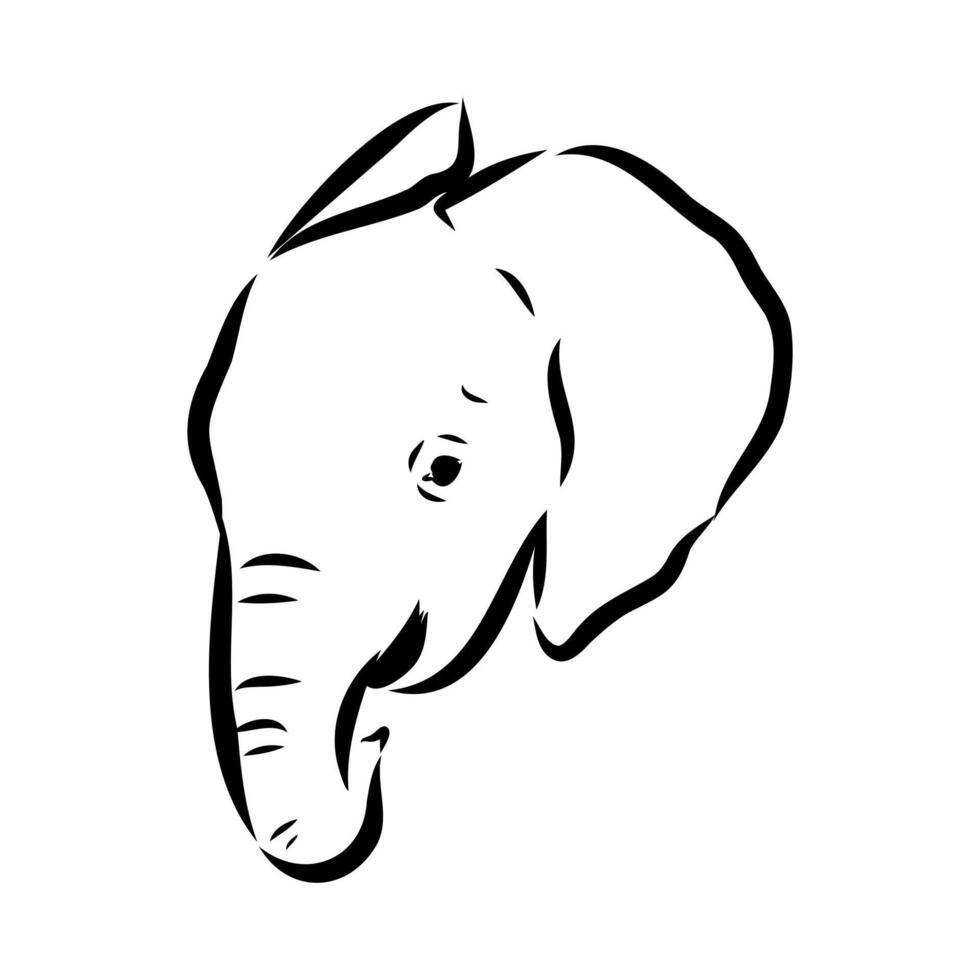 African elephant sketch vector