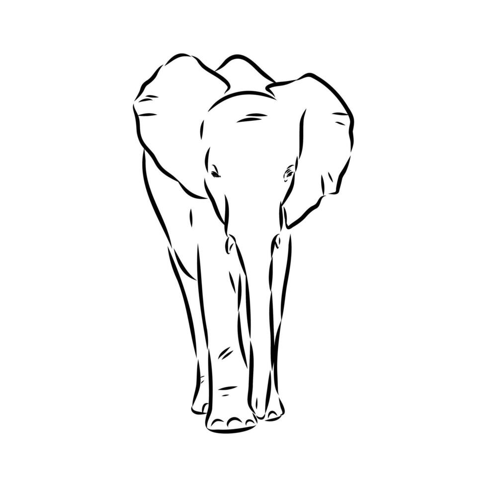 African elephant sketch vector