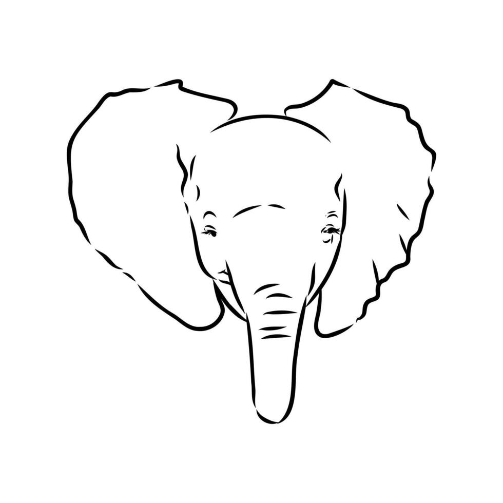 African elephant sketch vector