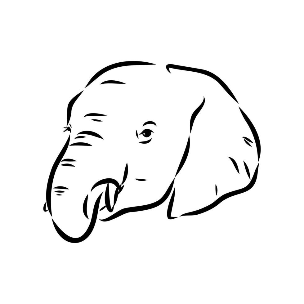 African elephant sketch vector