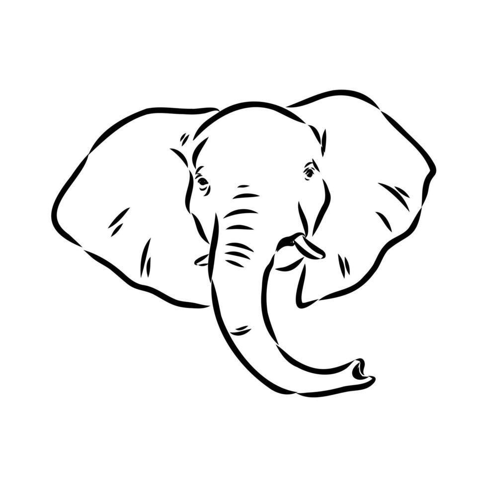 African elephant sketch vector
