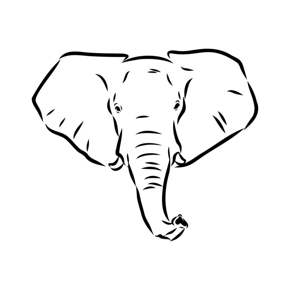African elephant sketch vector