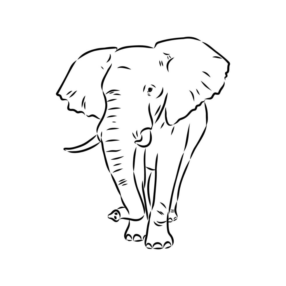 African elephant sketch vector