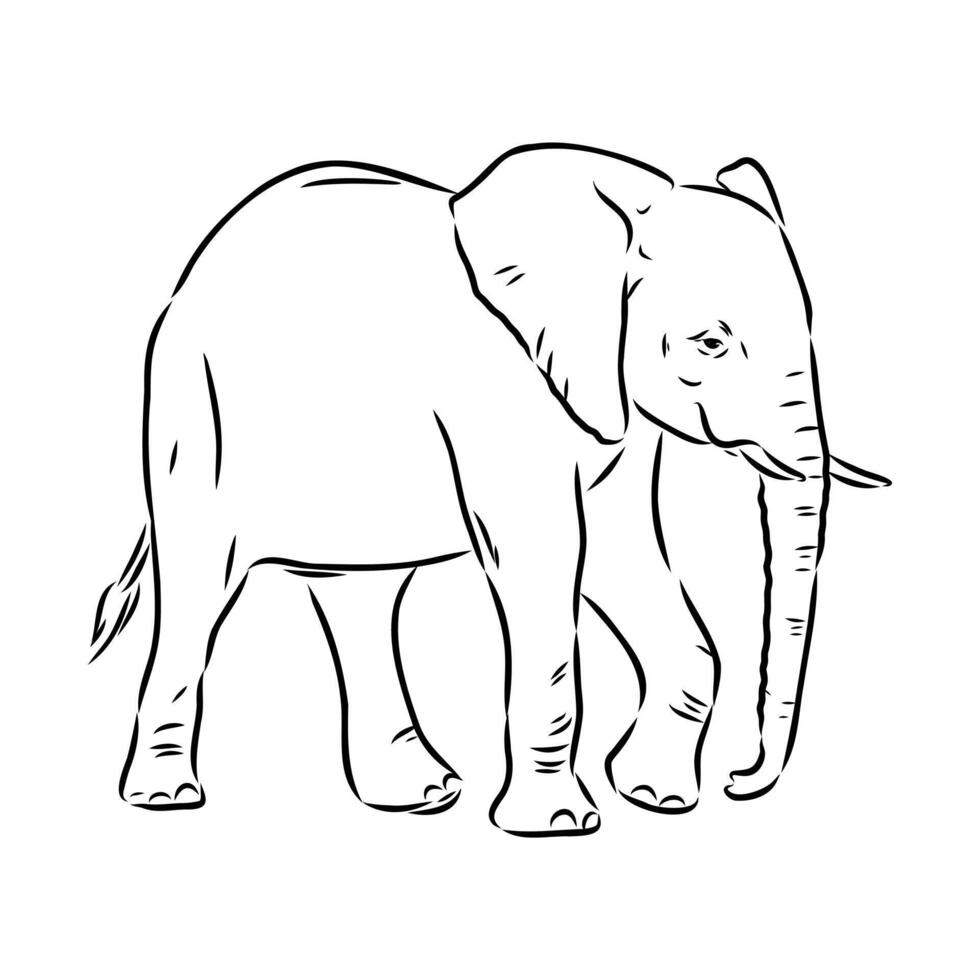 African elephant sketch vector