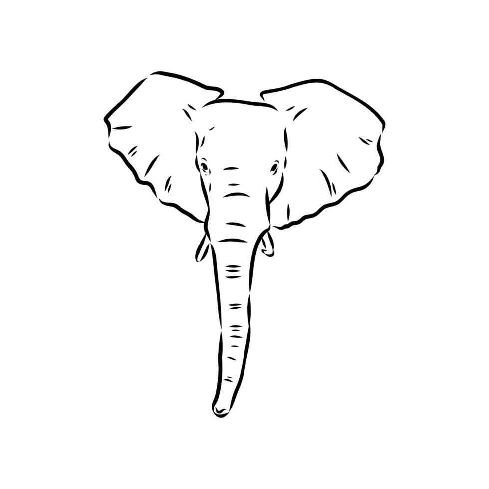 African elephant sketch vector