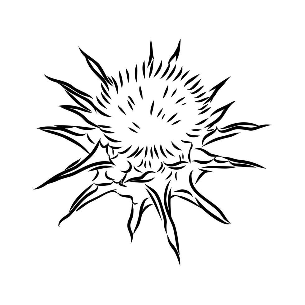 milk thistle flower sketch vector