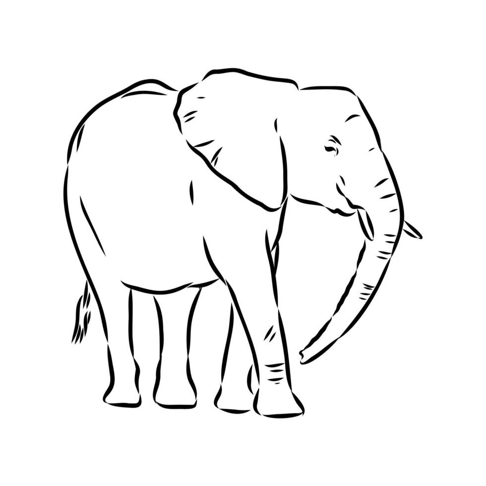 African elephant sketch vector
