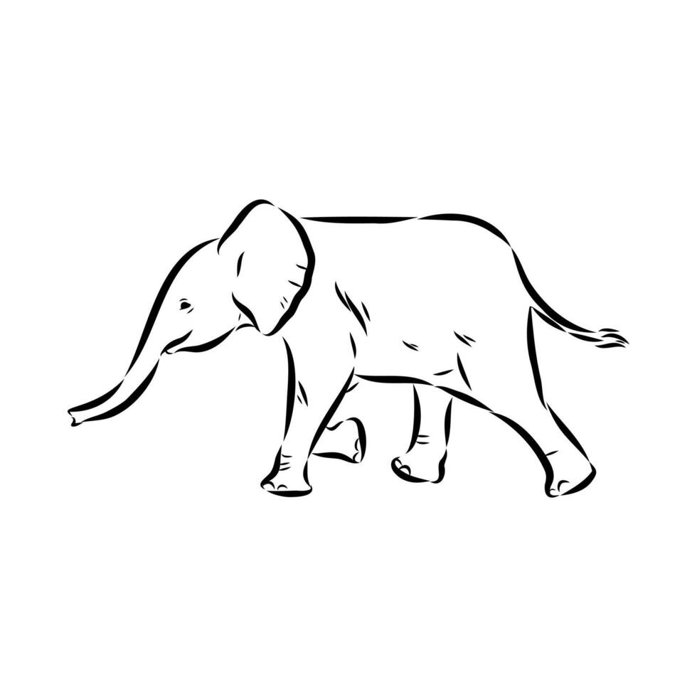 African elephant sketch vector