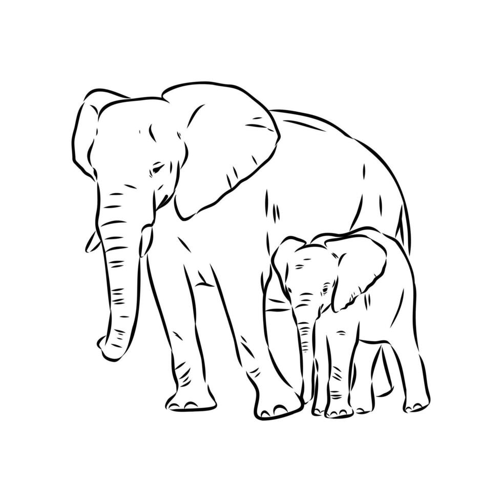 African elephant sketch vector