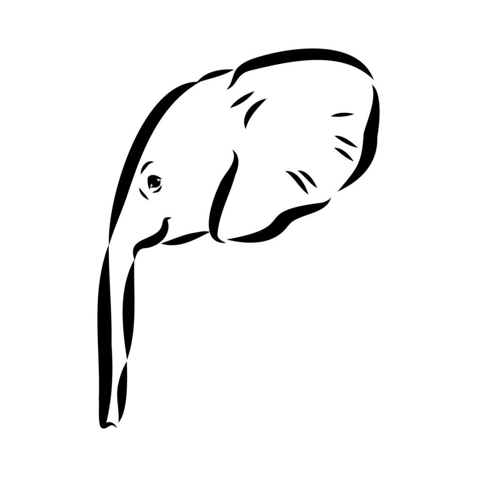African elephant sketch vector