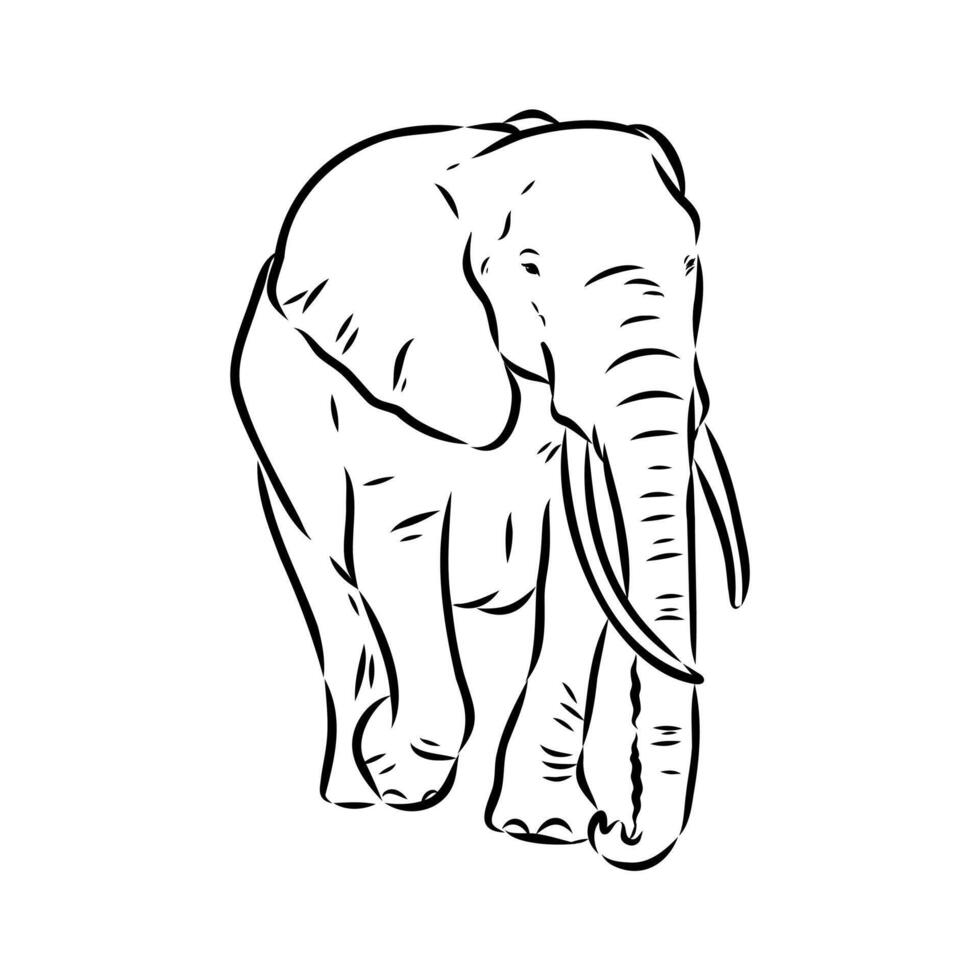 African elephant sketch vector