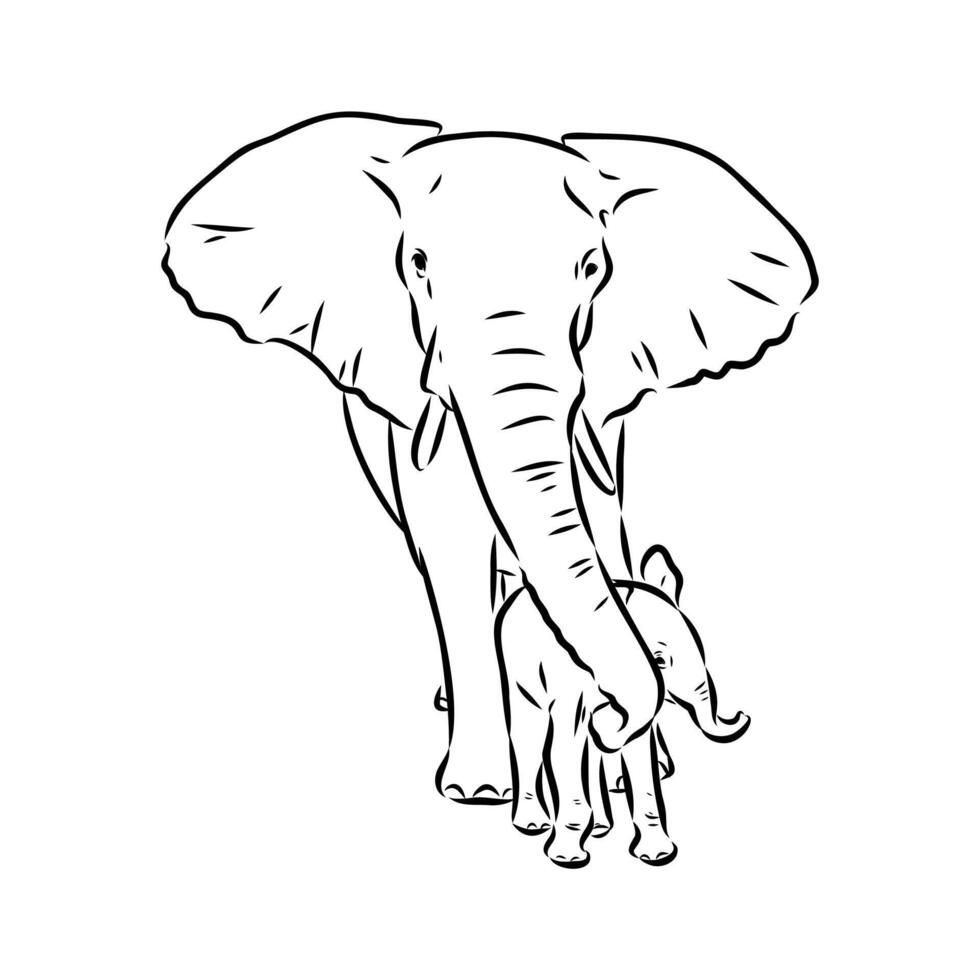 African elephant sketch vector