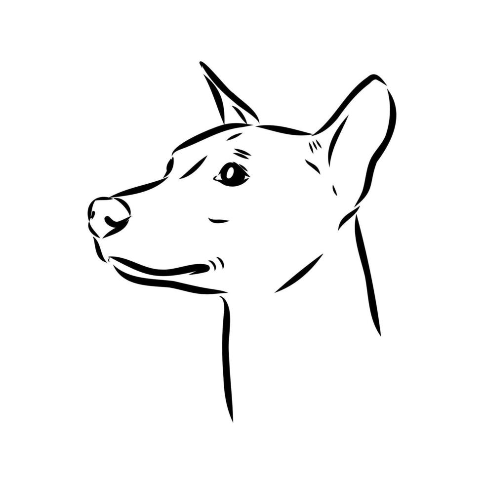 American naked terrier sketch vector