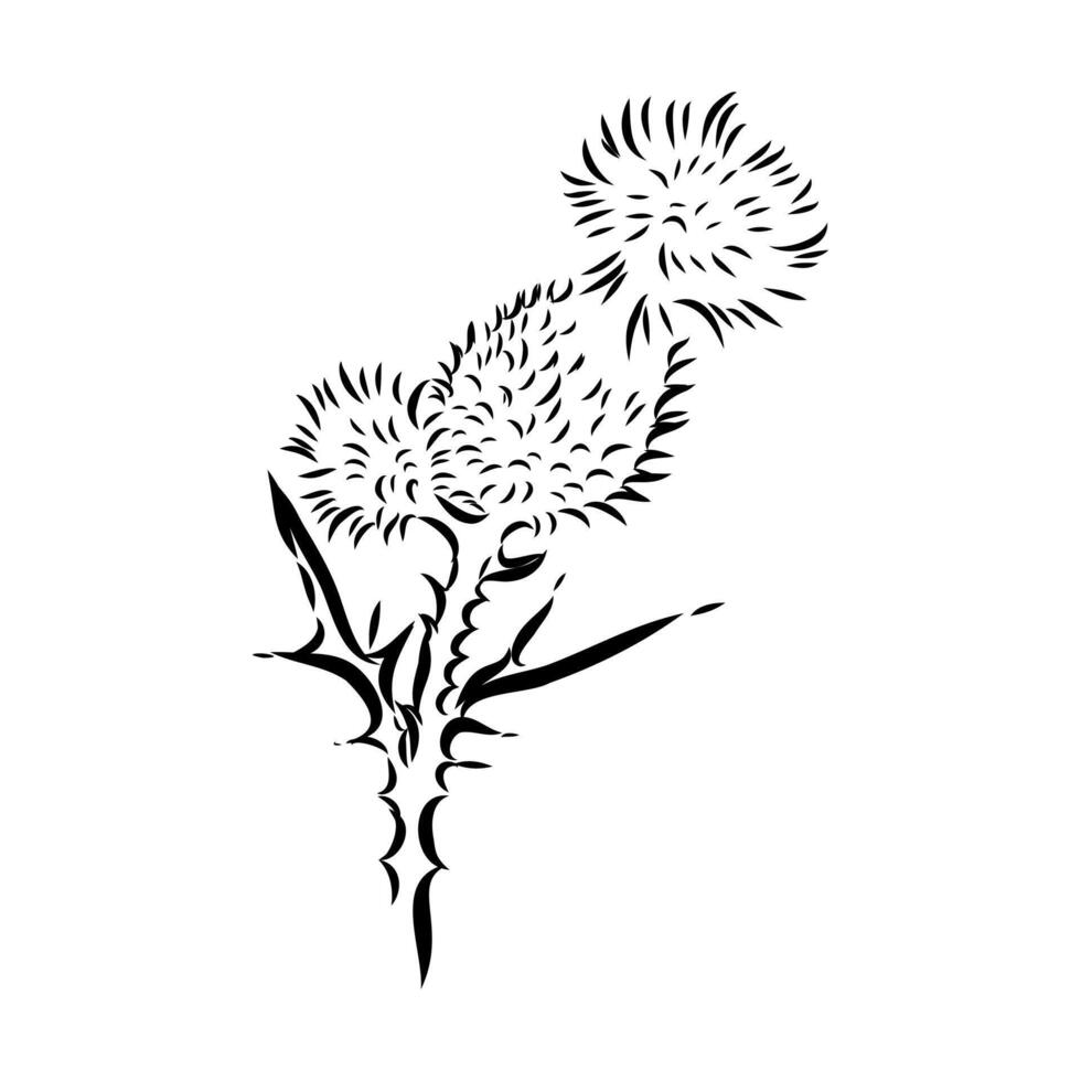 milk thistle flower sketch vector