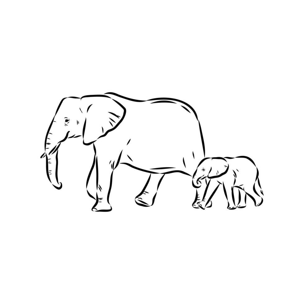 African elephant sketch vector