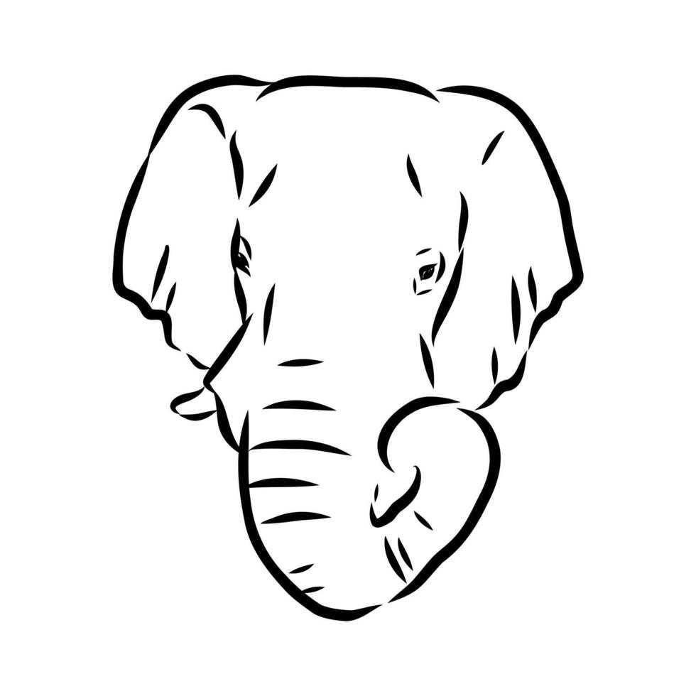 African elephant sketch vector