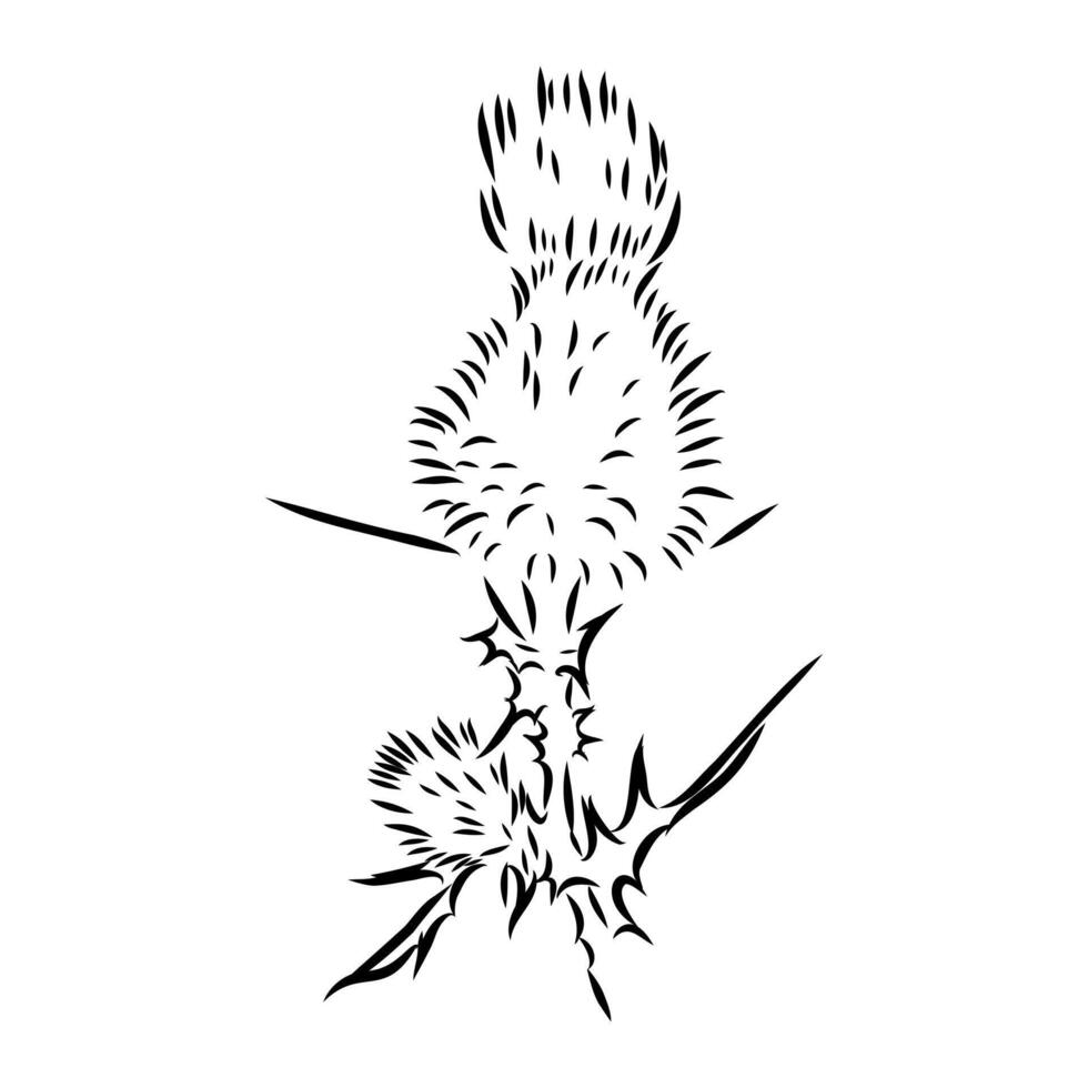 milk thistle flower sketch vector
