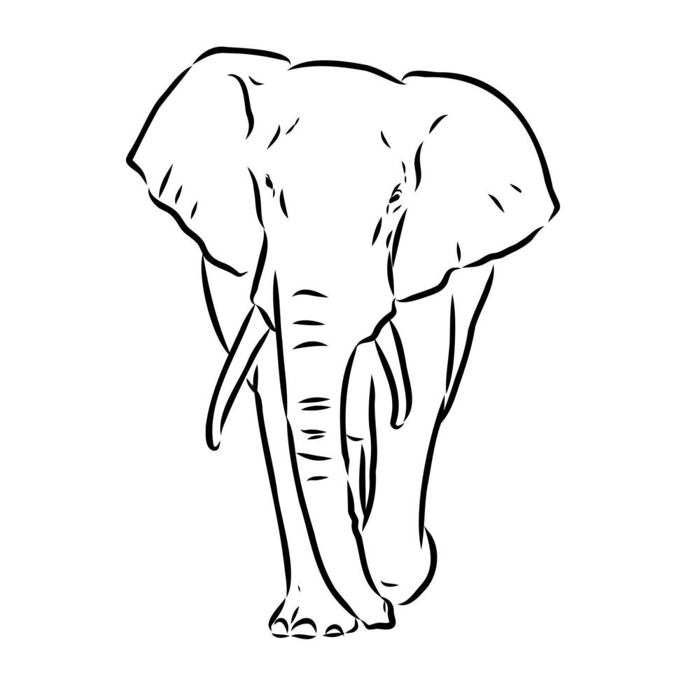 African elephant sketch vector