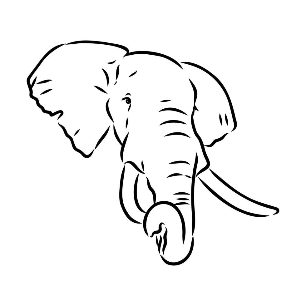 African elephant sketch vector