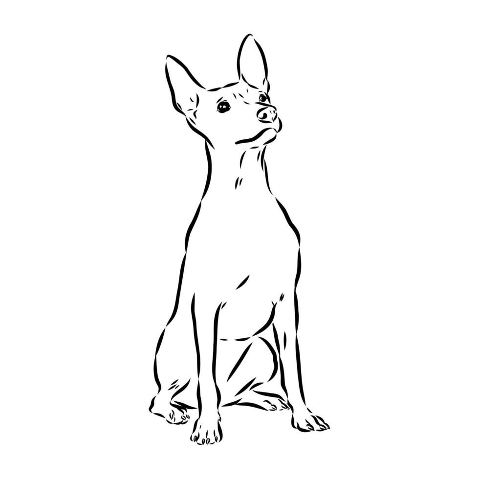 American naked terrier sketch vector
