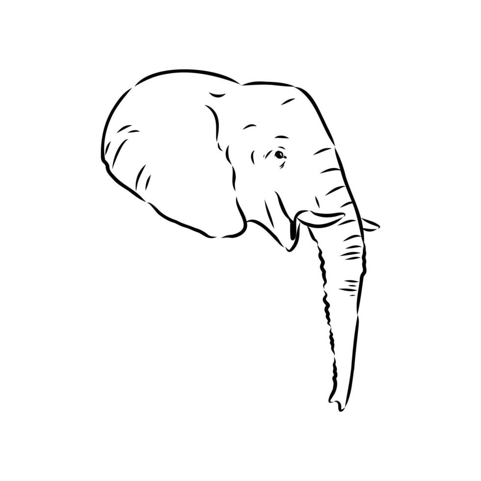 African elephant sketch vector