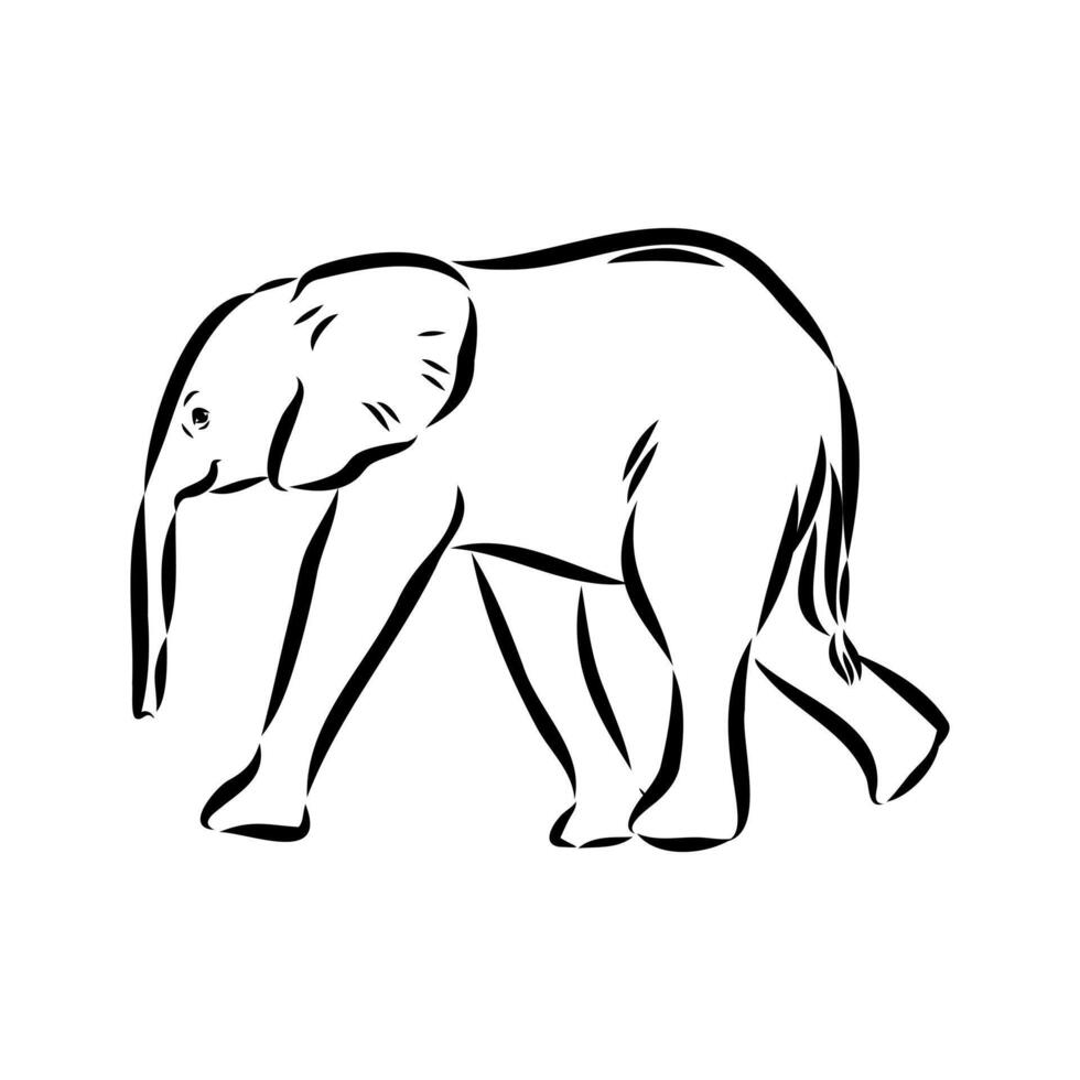 African elephant sketch vector