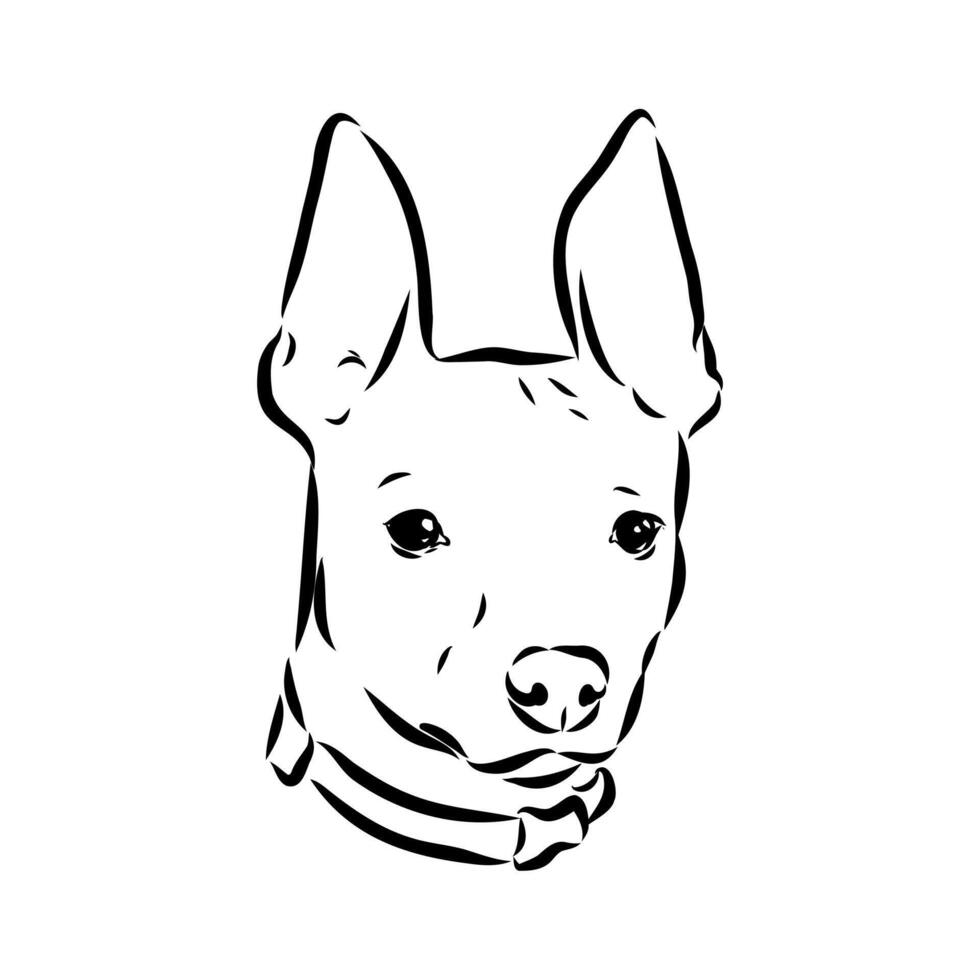 American naked terrier sketch vector