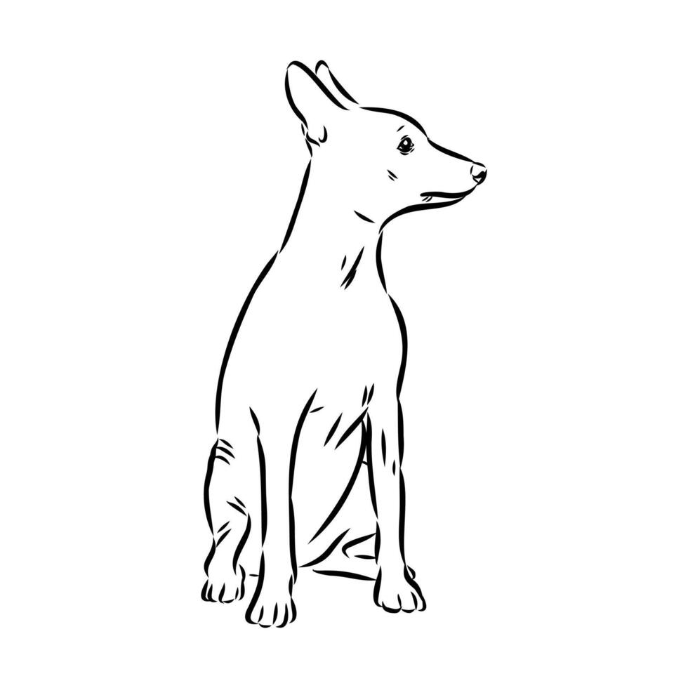 American naked terrier sketch vector