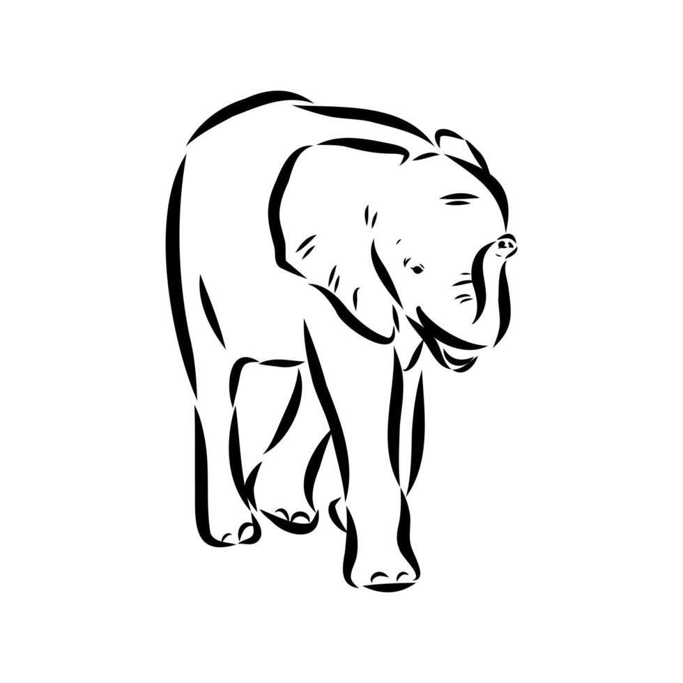 African elephant sketch vector