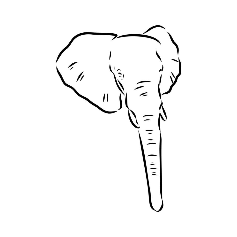 African elephant sketch vector