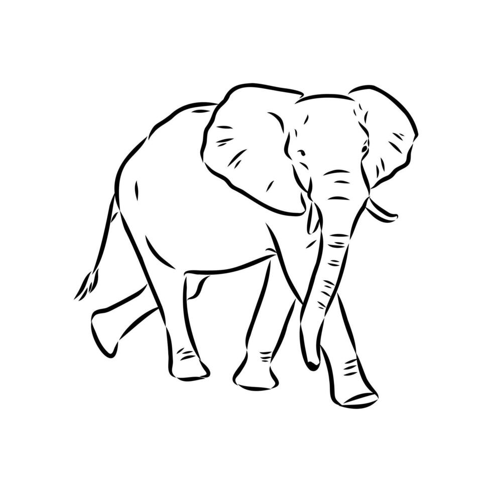 African elephant sketch vector