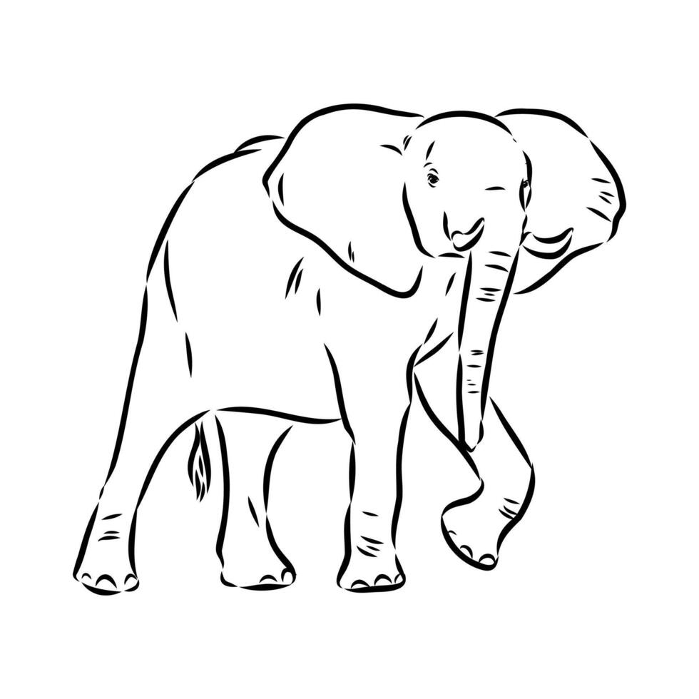 African elephant sketch vector