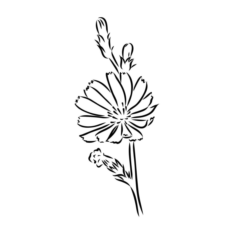 chicory flower sketch vector