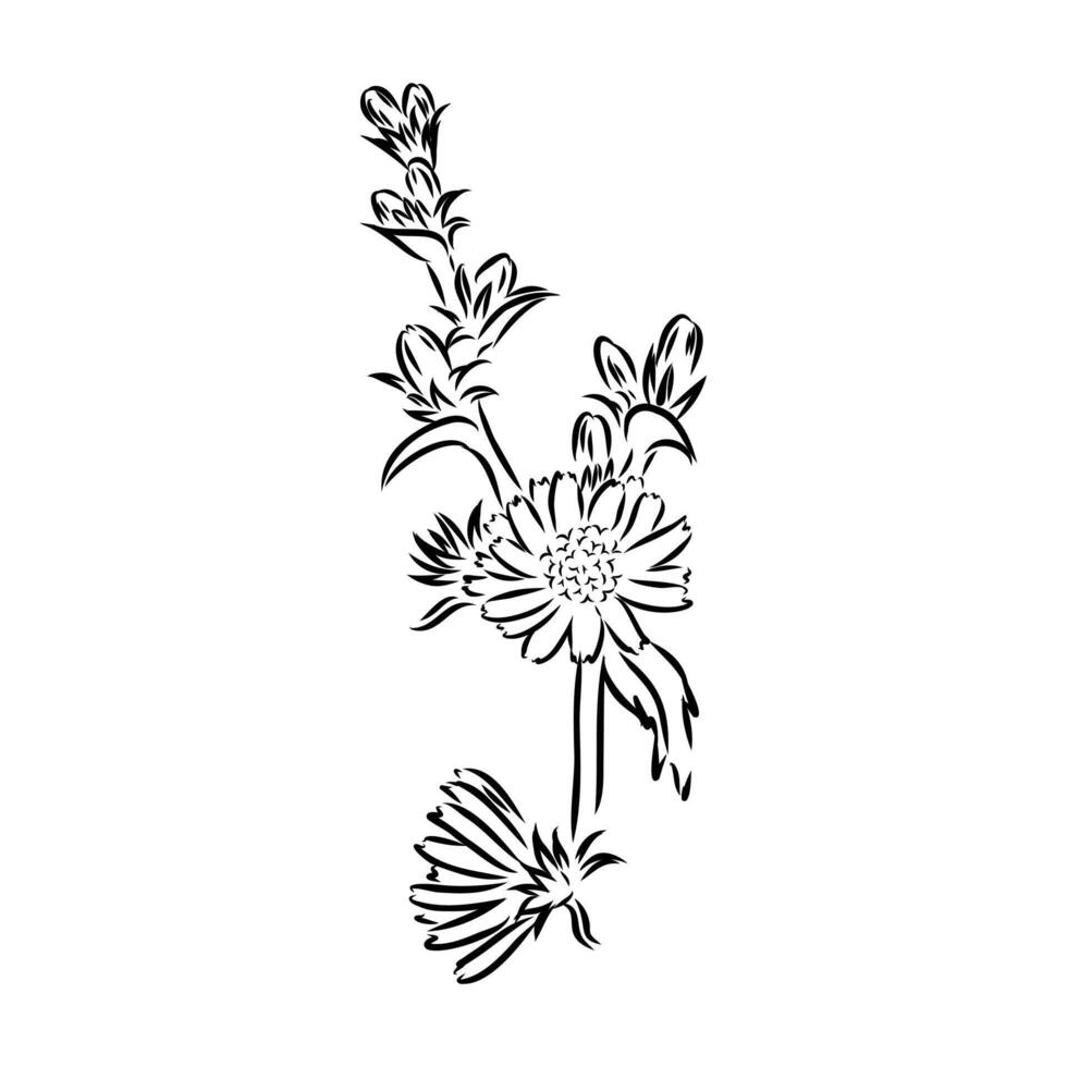 chicory flower sketch vector