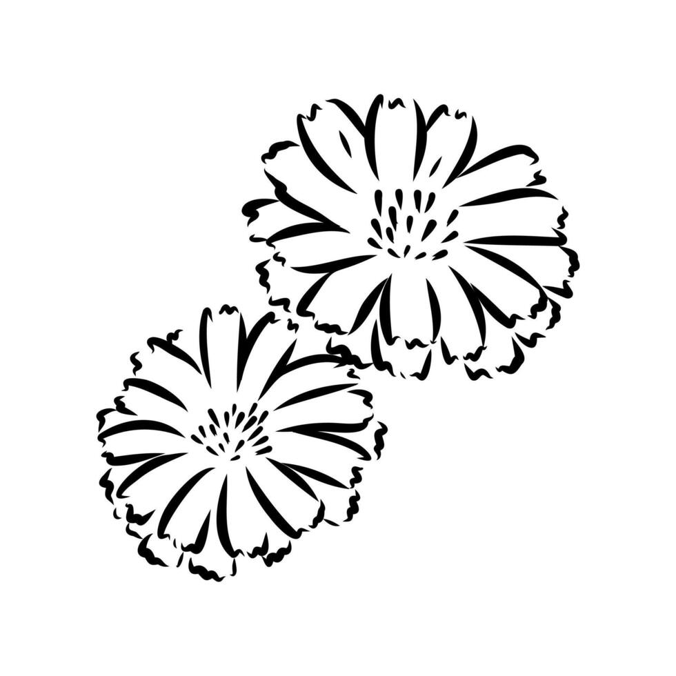 chicory flower sketch vector