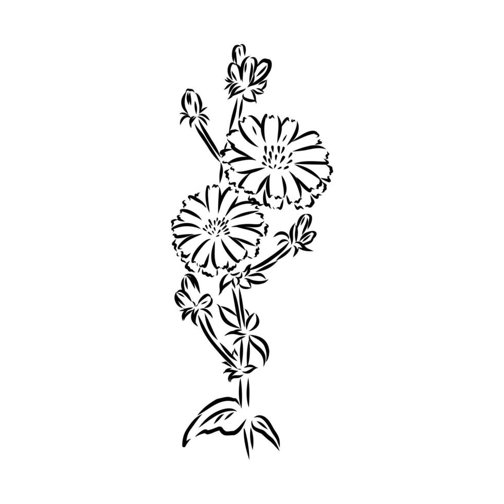 chicory flower sketch vector