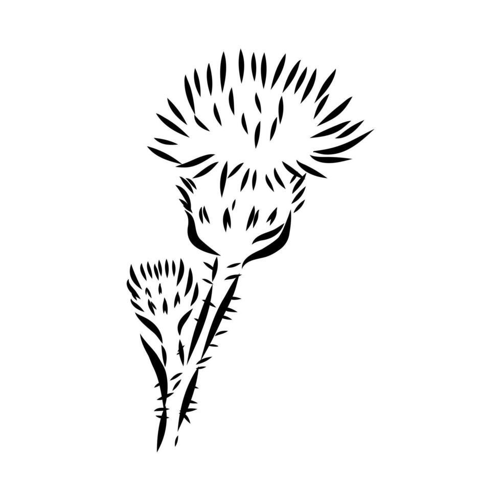 milk thistle flower sketch vector