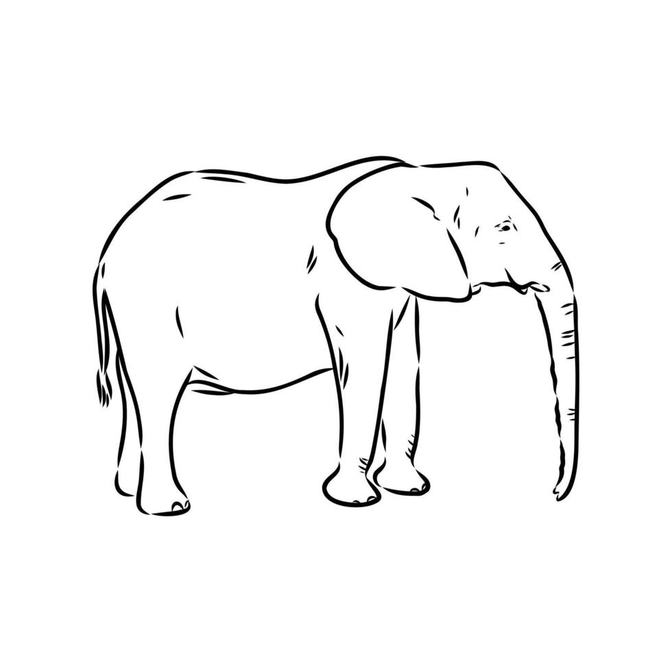 African elephant sketch vector