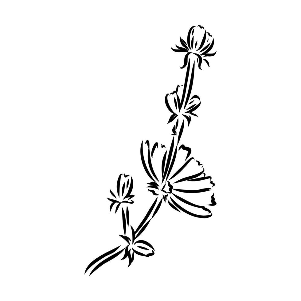 chicory flower sketch vector