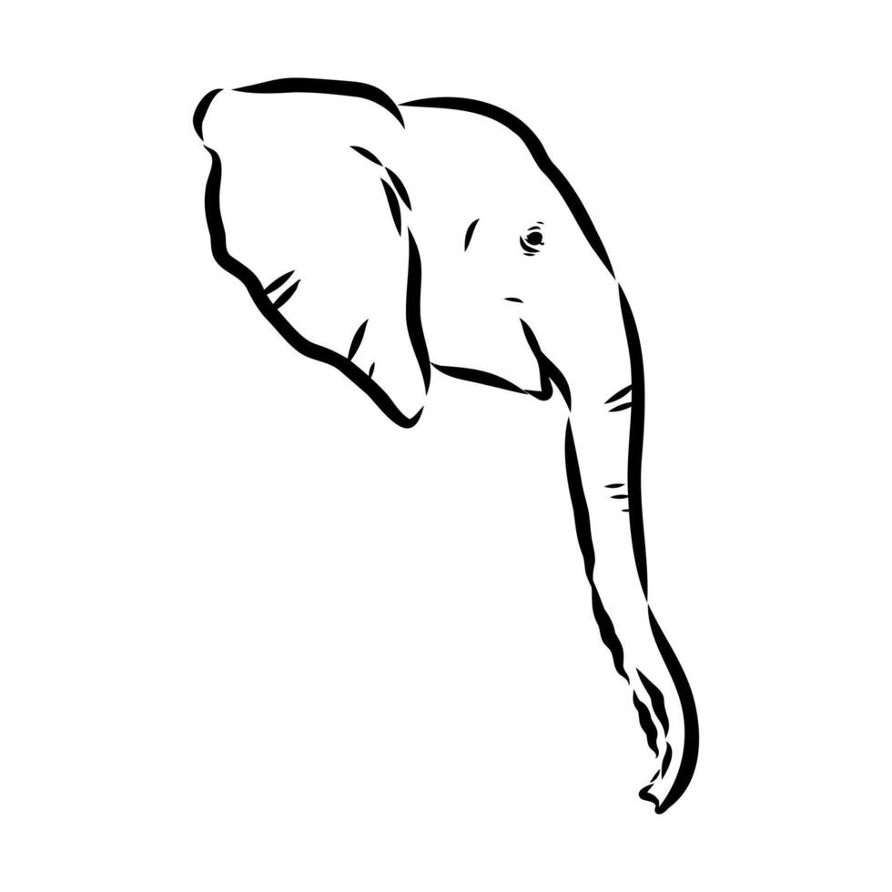 African elephant sketch vector