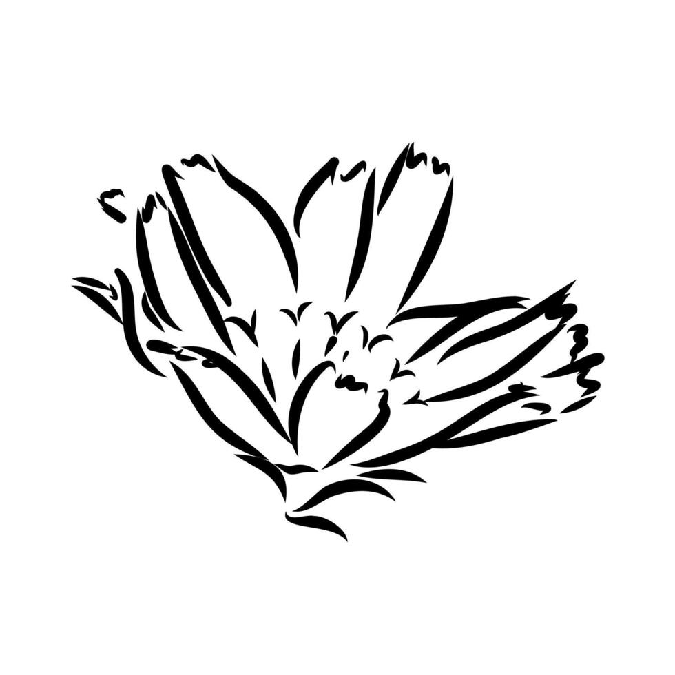 chicory flower sketch vector