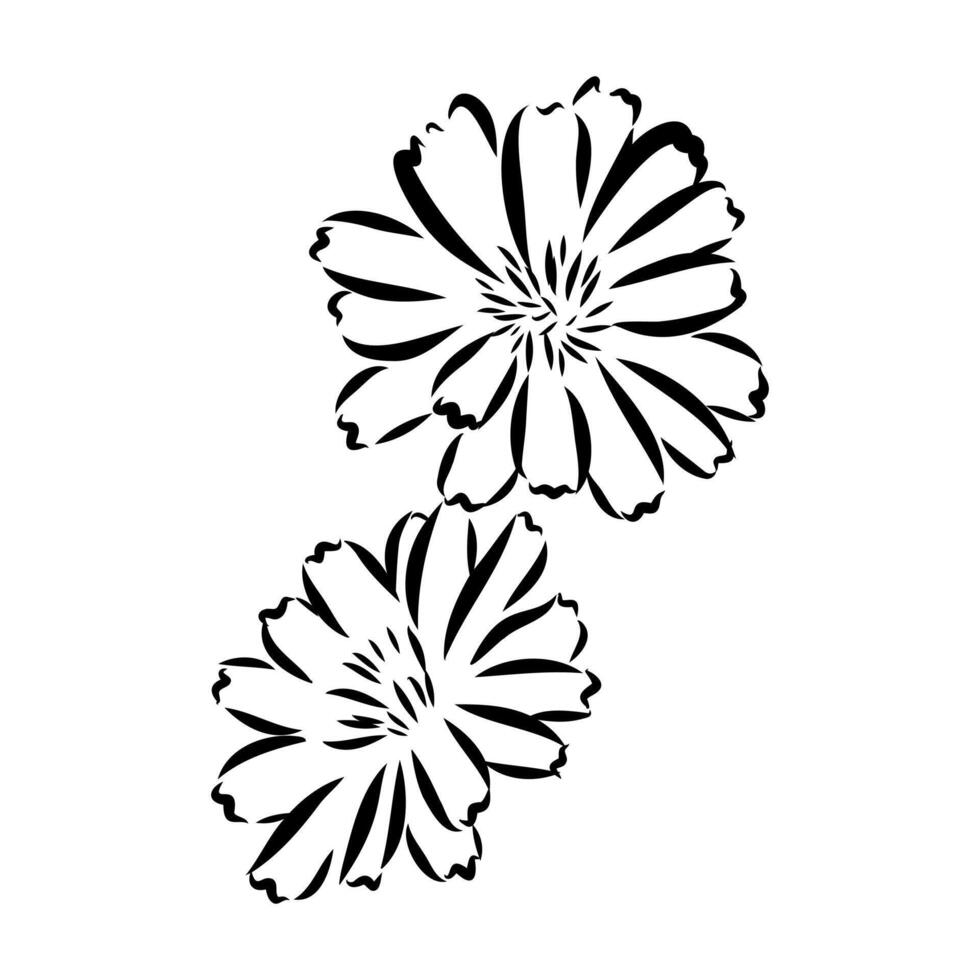 chicory flower sketch vector