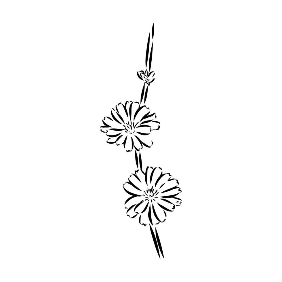 chicory flower sketch vector