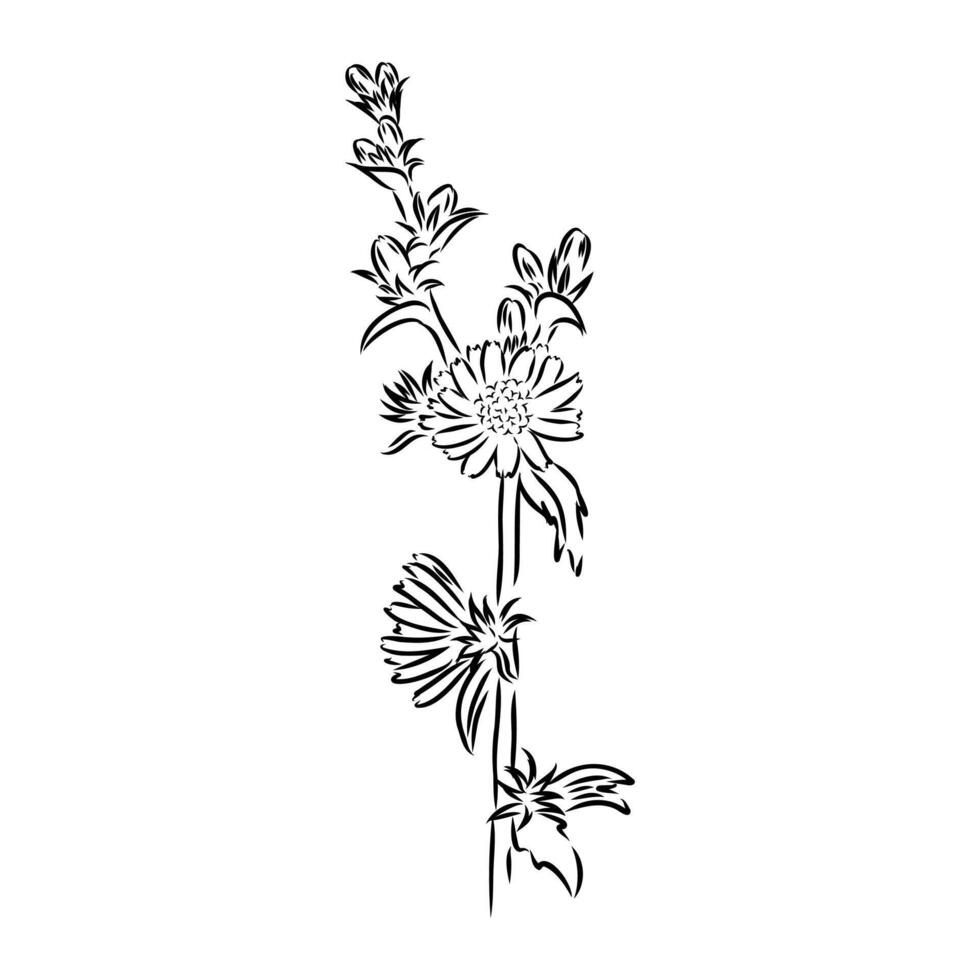 chicory flower sketch vector