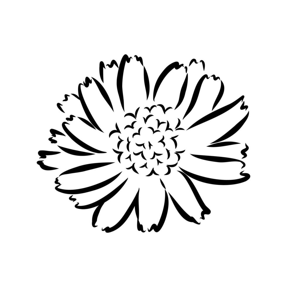 chicory flower sketch vector