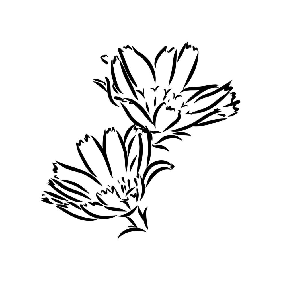 chicory flower sketch vector