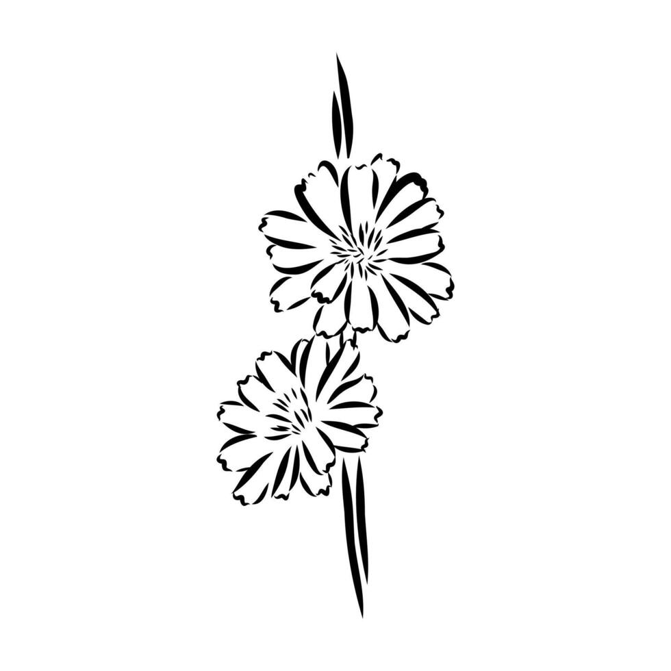 chicory flower sketch vector