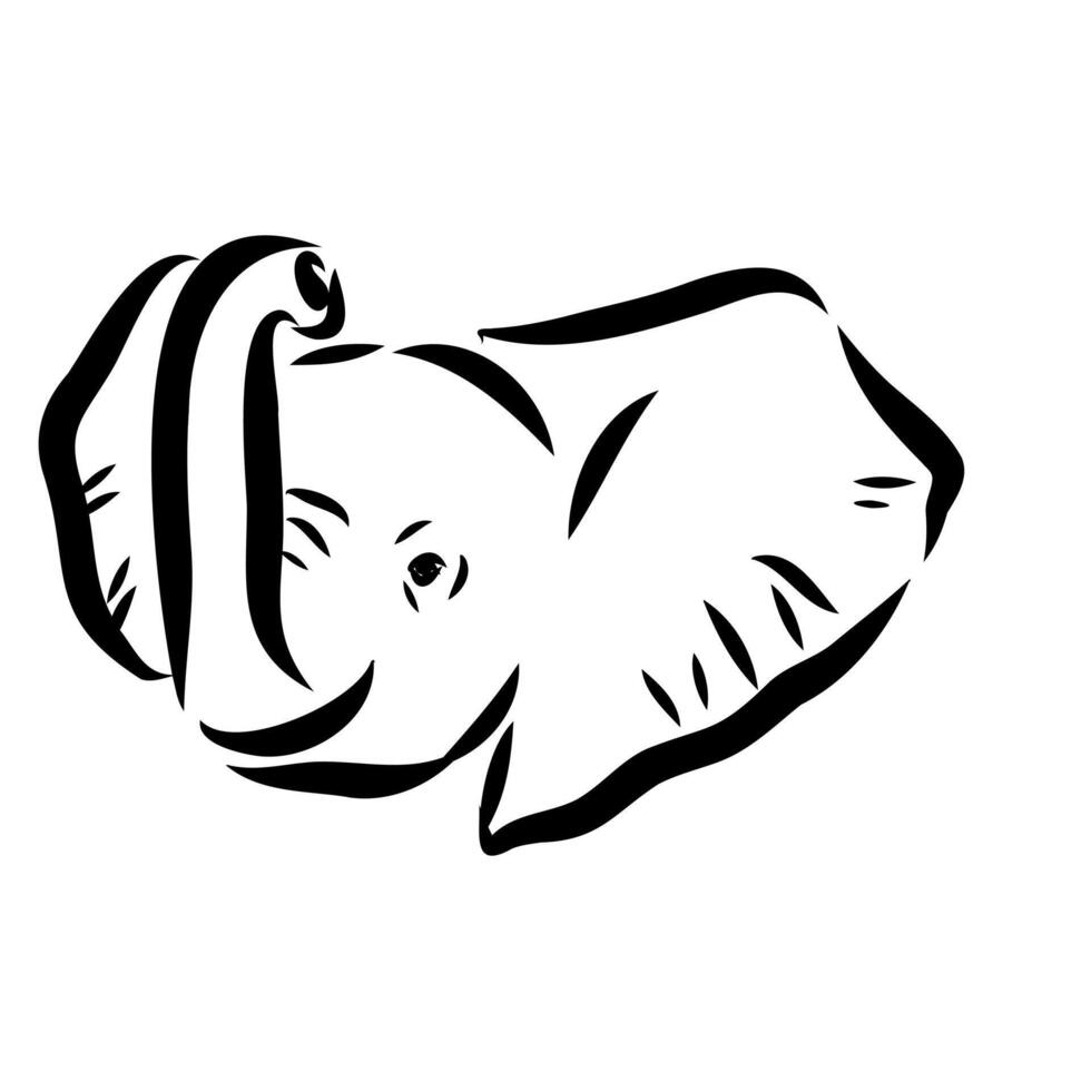 African elephant sketch vector