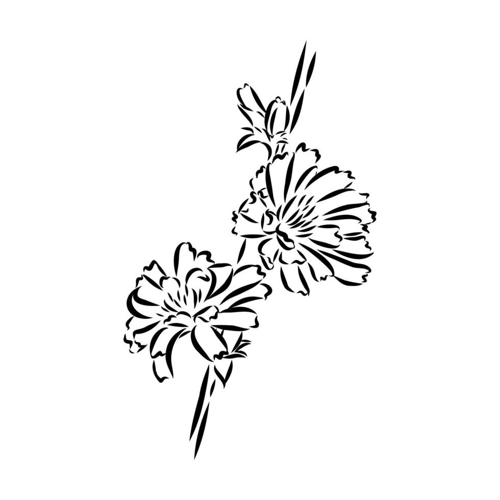 chicory flower sketch vector