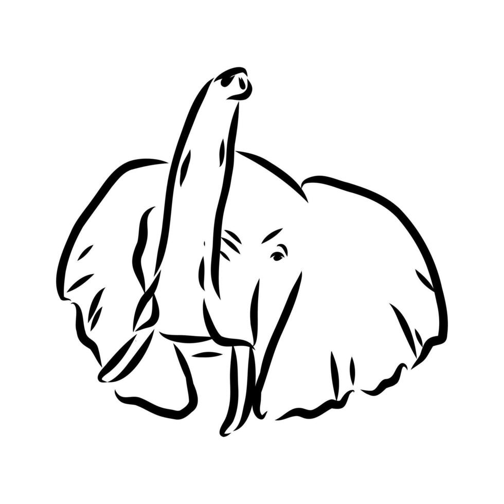 African elephant sketch vector